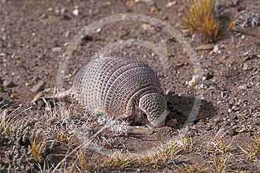 Armadillo