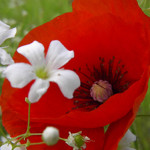 Red Poppy