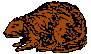 beaver