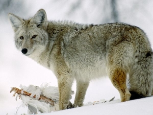 coyote
