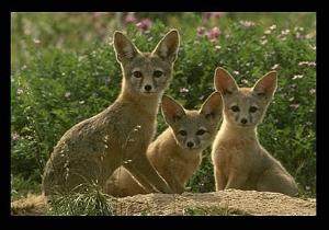 foxes