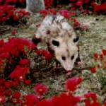 opossum